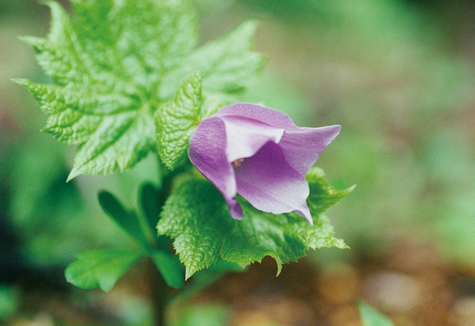 中央植物園