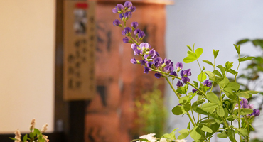 初夏の山野草展