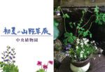 初夏の山野草展