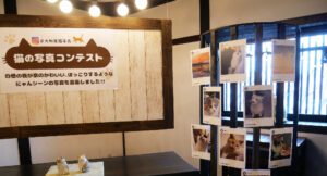 猫展