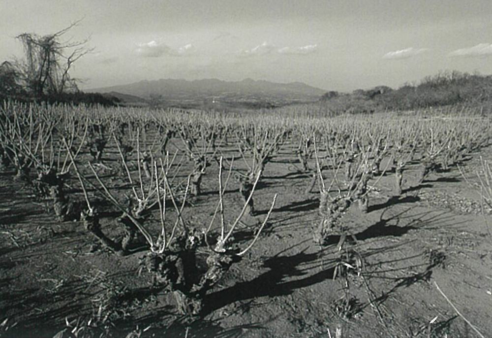 3月4日(金)～　桑のある風景　写真展　写真家 杵渕 辰巳