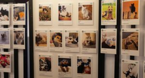 猫とちょこっと犬展